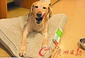機智的導盲犬尤蘭達。