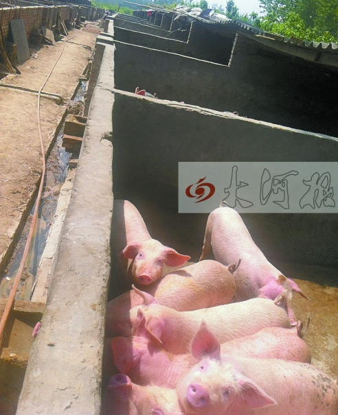 沿線養(yǎng)豬場(chǎng)的生產(chǎn)污水成污染源之一