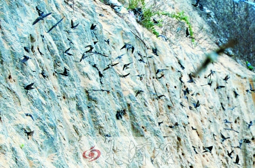 萬余只崖沙燕筑巢鄭州西郊工地