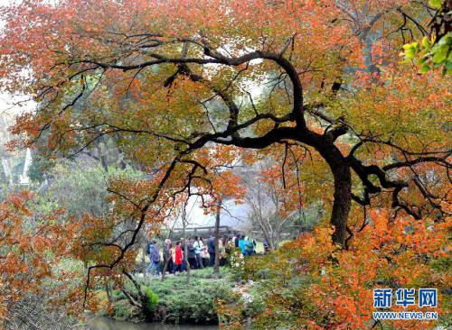 冬游姑蘇賞“秋景” 冬游姑蘇賞“秋景”