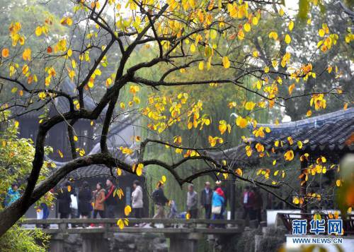 冬游姑蘇賞“秋景” 冬游姑蘇賞“秋景”