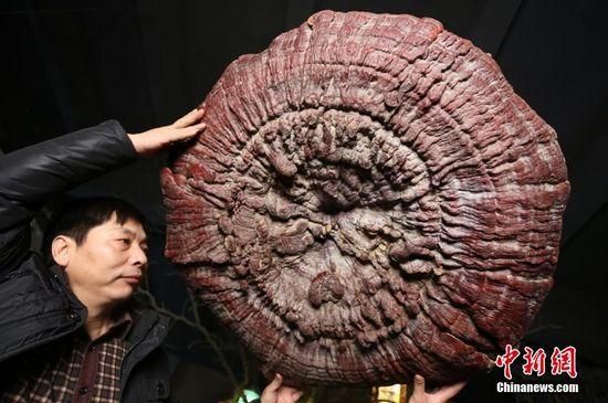 鄭州現(xiàn)巨型靈芝 最大直徑1.5米生長(zhǎng)年份超過(guò)200年