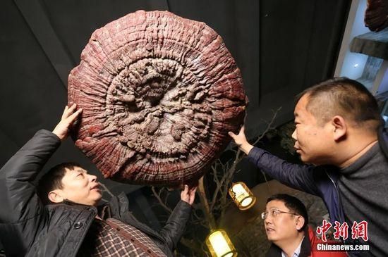 鄭州現(xiàn)巨型靈芝 最大直徑1.5米生長(zhǎng)年份超過(guò)200年