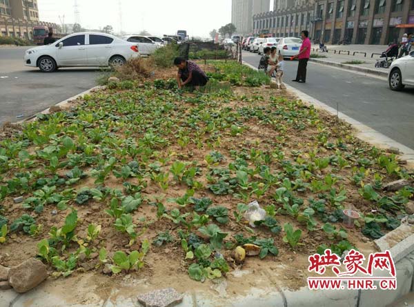 長江東路的綠化帶中被種滿蔬菜