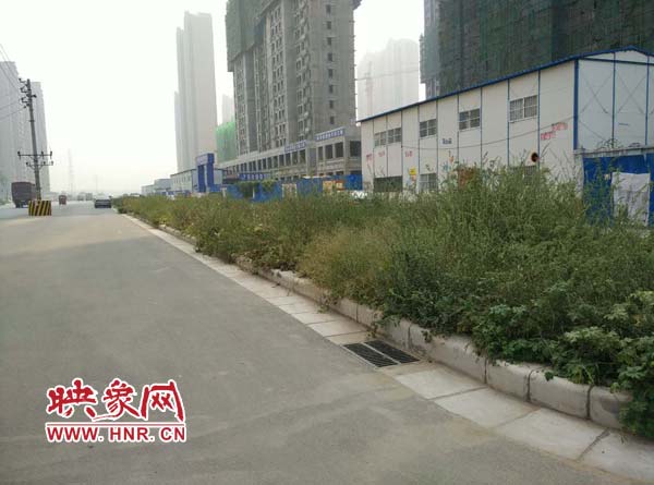 長江東路不少綠化帶中雜草叢生