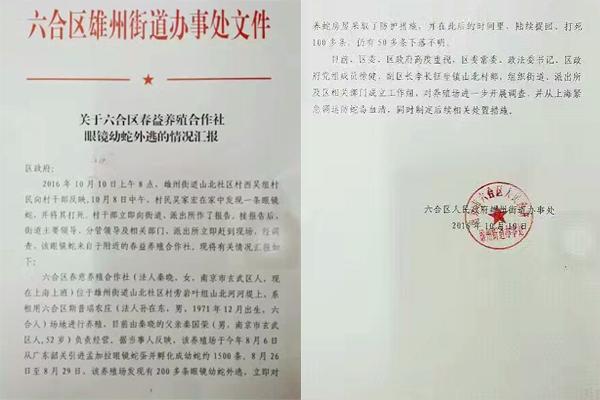 交匯點10月10日消息， 10日晚上，一則消息在南京人的朋友圈和微信群里瘋傳，網傳消息稱：六合雄州街道山北村一個農莊私自養(yǎng)眼鏡蛇，幾天前突然跑出來了，估計二三百條。交匯點記者向六合區(qū)委宣傳部相關人士求證，證實了此事確實發(fā)生。