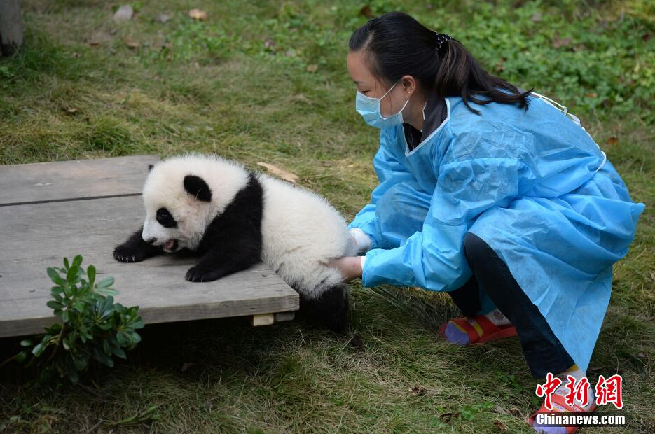 一名飼養(yǎng)員正幫助一只小大熊貓練習(xí)攀爬。
