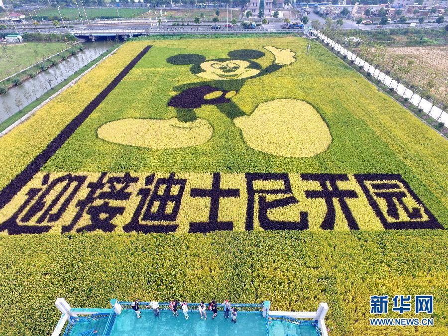 10月25日，游客在觀景臺上觀賞“米老鼠”稻田畫。