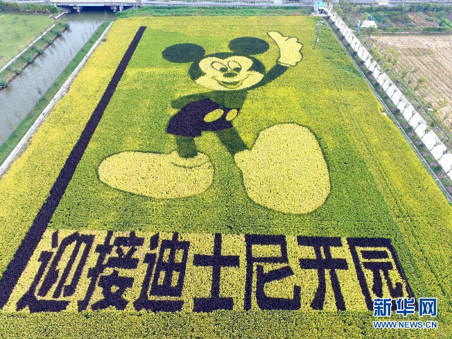 10月25日，游客在觀景臺上觀賞“米老鼠”稻田畫。