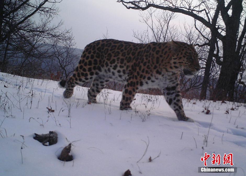 黑龍江老爺嶺保護(hù)區(qū)多次拍到野生東北虎、豹影像