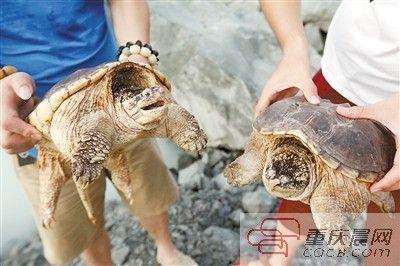 楊先生買來的鱷龜有很強的攻擊性。見習(xí)記者 雷鍵 攝
