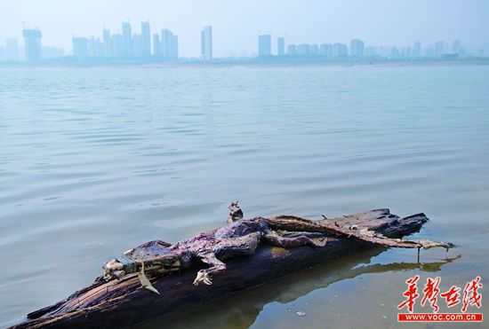 23日上午，瀏陽河與湘江交匯的地方發(fā)現(xiàn)了一條鱷魚的尸骸。
