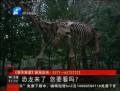 恐龍來了 你要看么？