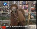 駱駝肉當(dāng)街叫賣合法？