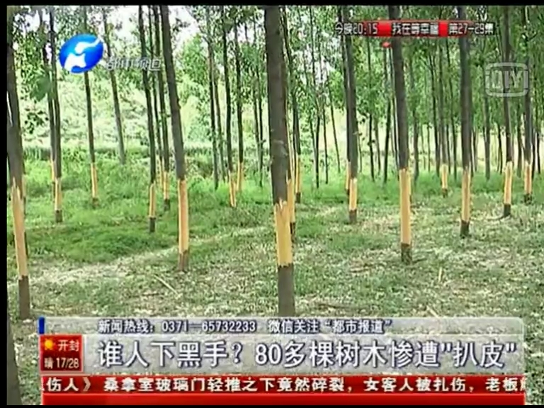 80多棵樹被“扒皮” 誰痛下黑手？