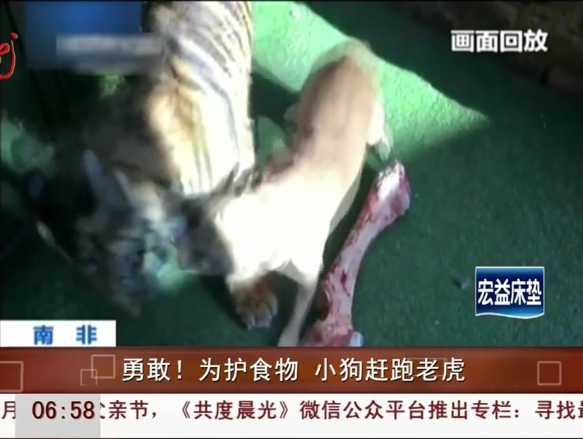 勇敢！為護食物 小狗趕跑老虎