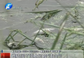 誰玷污了須水河的“清白”？
