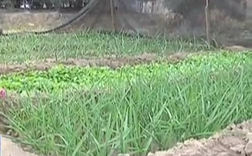 生態(tài)廊道變菜園 誰干的？