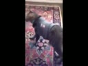 醉酒的貓咪回到家后各種搞笑！