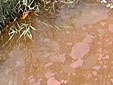 靜海水污染 河水“大紅”“大紫”