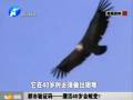 都市驗(yàn)證碼——鷹活40歲會(huì)蛻變？