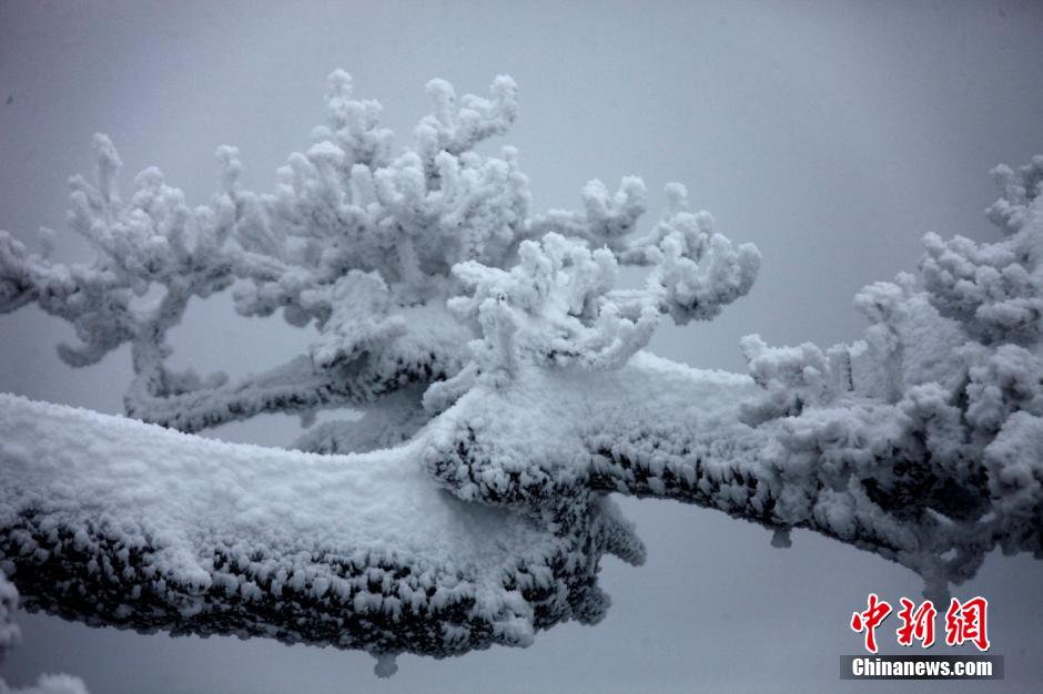 12月18日，雪后的安徽黃山風(fēng)景區(qū)出現(xiàn)了大面積雪凇美景，銀裝素裹，玉樹瓊枝，游人置身其間，如醉如癡。
