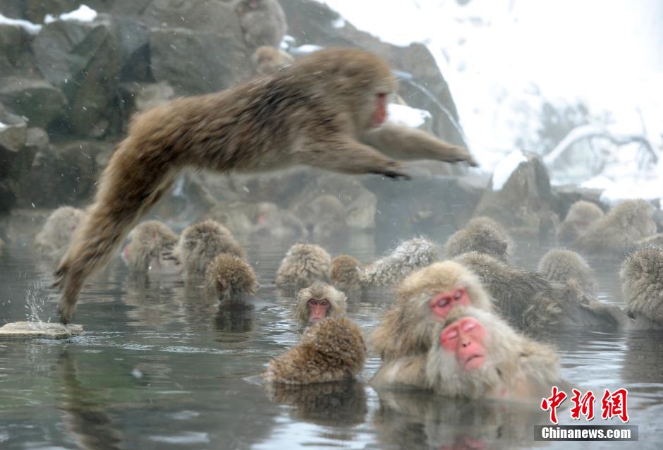 "猴哥出浴"無比享受